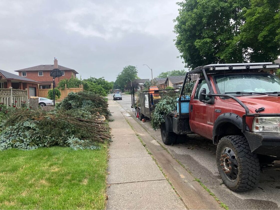 tree removal service in Montgomery